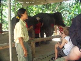 20090417 Half Day Safari - Elephant  42 of 104 